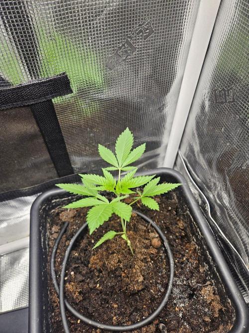 White Widow. Week 4