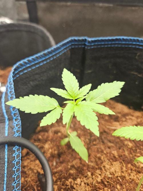 Gorilla 2x2.5. Week 3