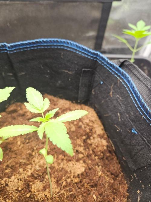 Purple Nuggets Auto. Week 3