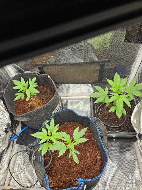 white widow last run 26 rqs femi. Week 5