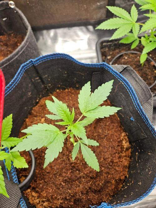 purple nuggys ^^ mephi gen.. Week 4