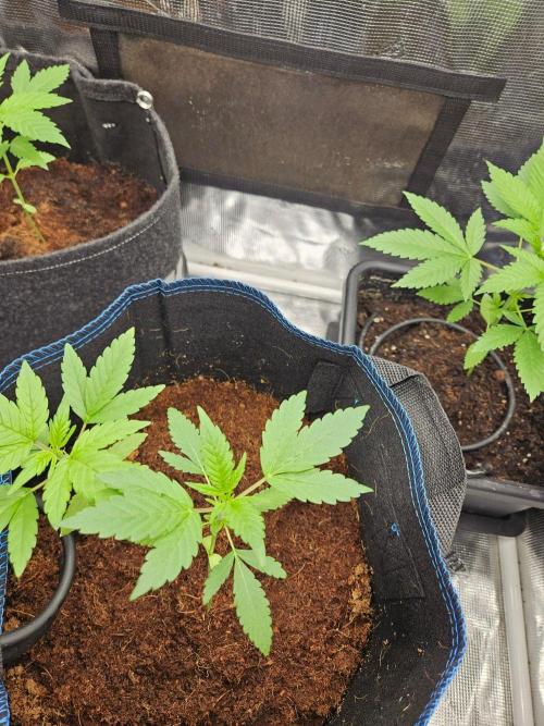 purple nuggys ^^ mephi gen.. Week 4