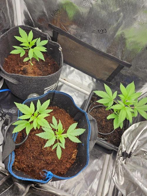 femi mix pack f2b quality test.. Week 4