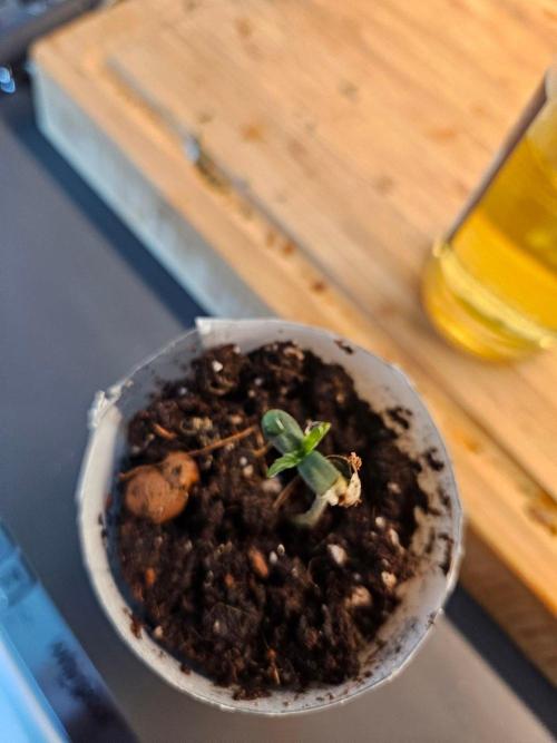 Corkscrew. rqs, Tyson line.. Week 0