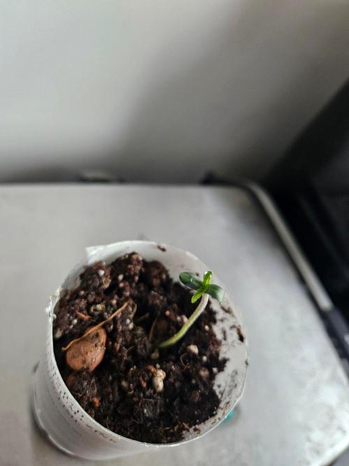 Corkscrew Auto. Week 0