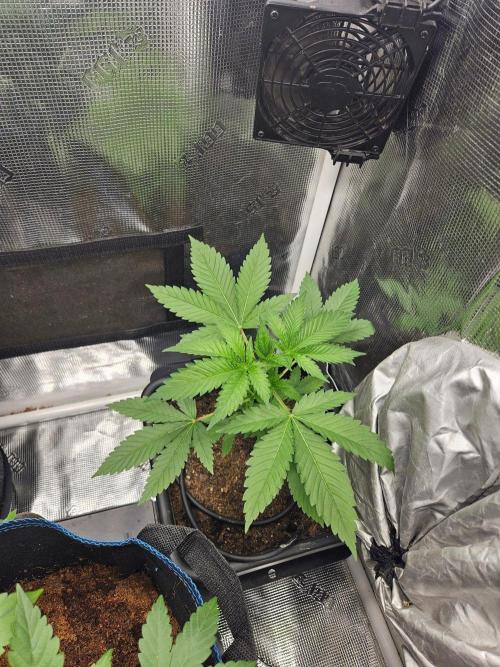 White Widow. Week 5