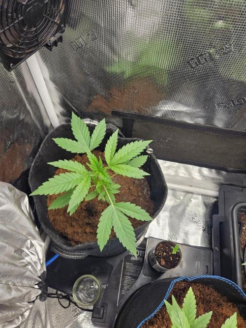 femi mix pack f2b quality test.. Week 4