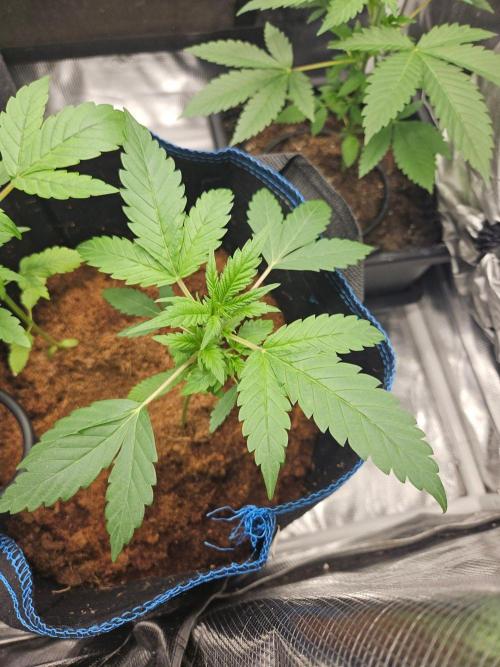purple nuggys ^^ mephi gen.. Week 4