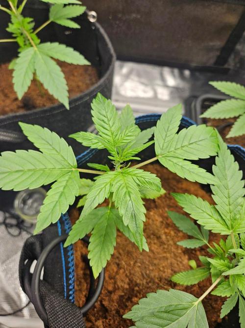 rf3 mix pack test. Week 4