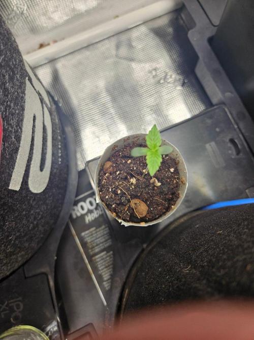 Corkscrew Auto. Week 0
