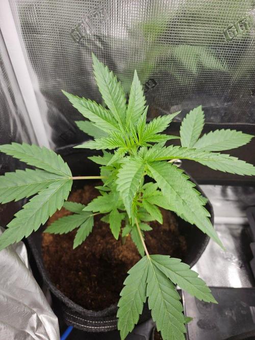 femi mix pack f2b quality test.. Week 5
