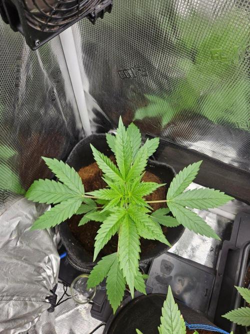 femi mix pack f2b quality test.. Week 5