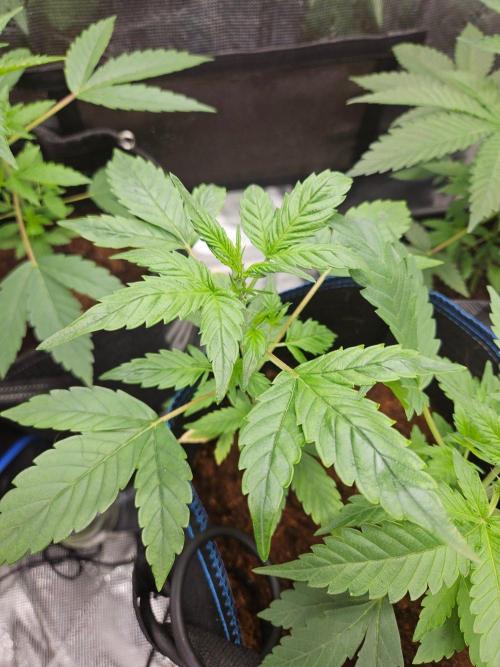 rf3 mix pack test. Week 5