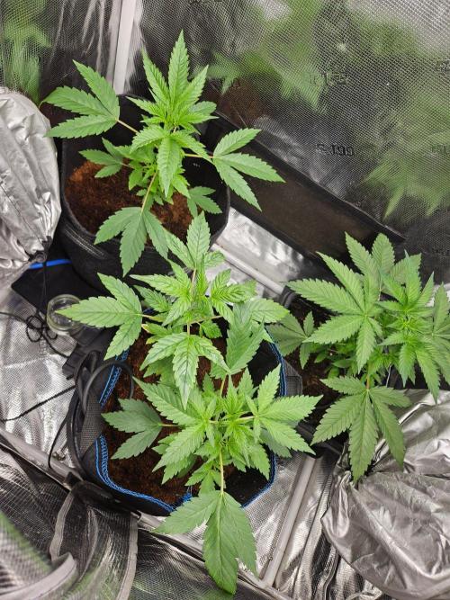 rf3 mix pack test. Week 5