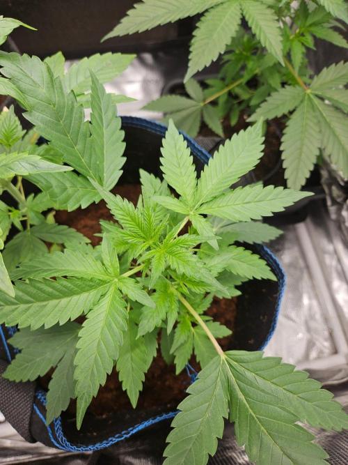 purple nuggys ^^ mephi gen.. Week 5