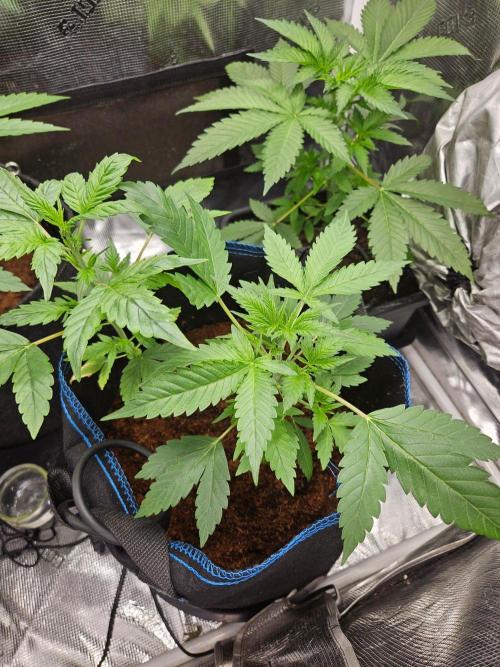 purple nuggys ^^ mephi gen.. Week 5