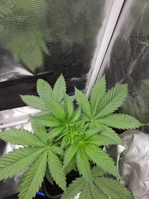 white widow last run 26 rqs femi. Week 6