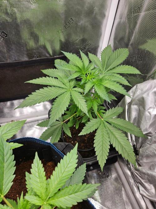 white widow last run 26 rqs femi. Week 6