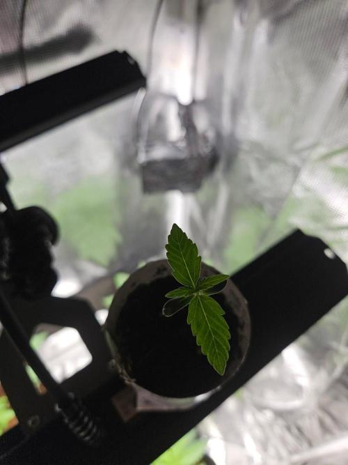 Corkscrew Auto. Week 1