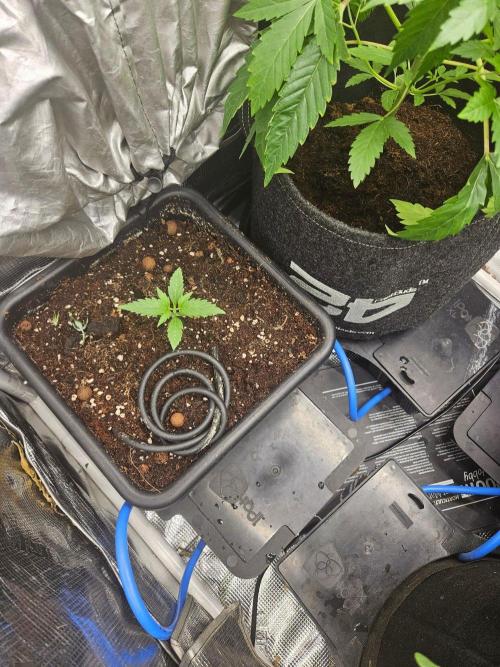 Corkscrew. rqs, Tyson line.. Week 1