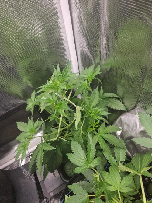 white widow last run 26 rqs femi. Week 5