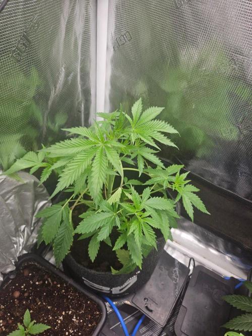 femi mix pack f2b quality test.. Week 5