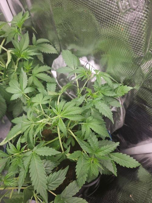 Purple Nuggets Auto. Week 5