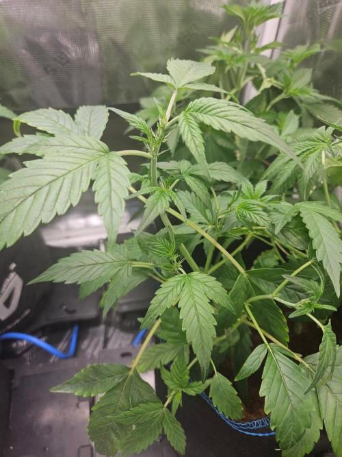 rf3 mix pack test. Week 5