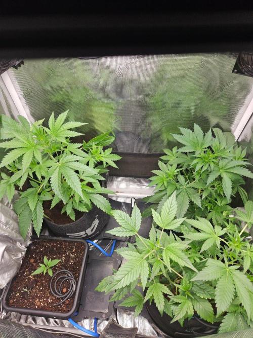 white widow last run 26 rqs femi. Week 7