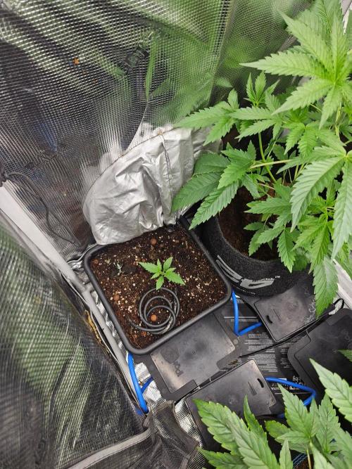 Corkscrew. rqs, Tyson line.. Week 2