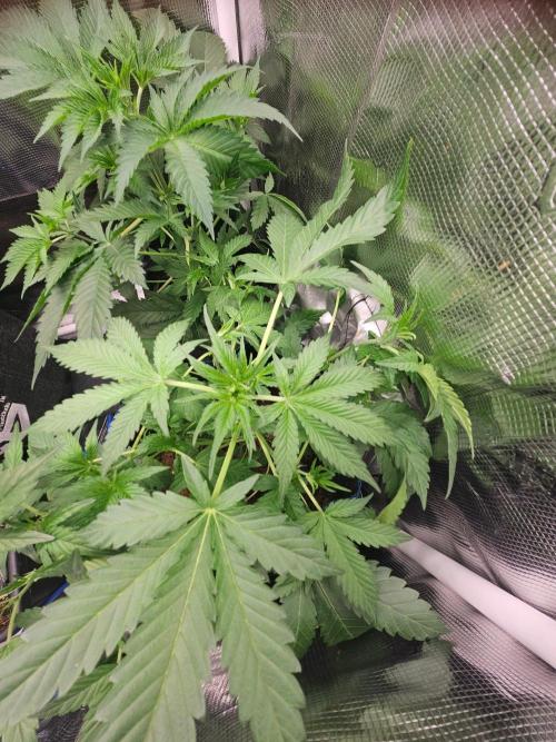 Purple Nuggets Auto. Week 6