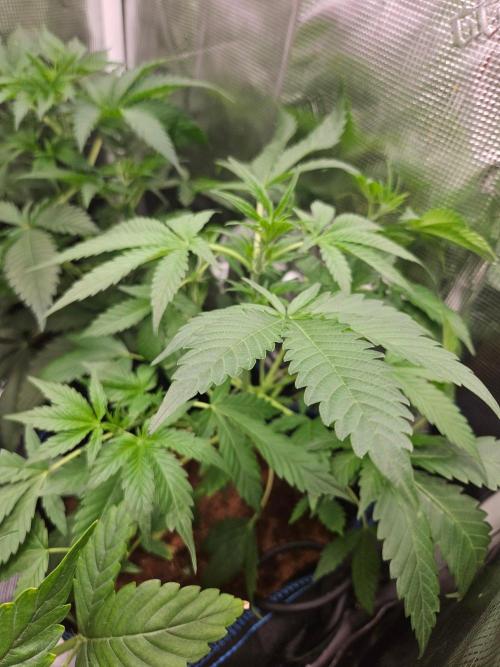 Purple Nuggets Auto. Week 6