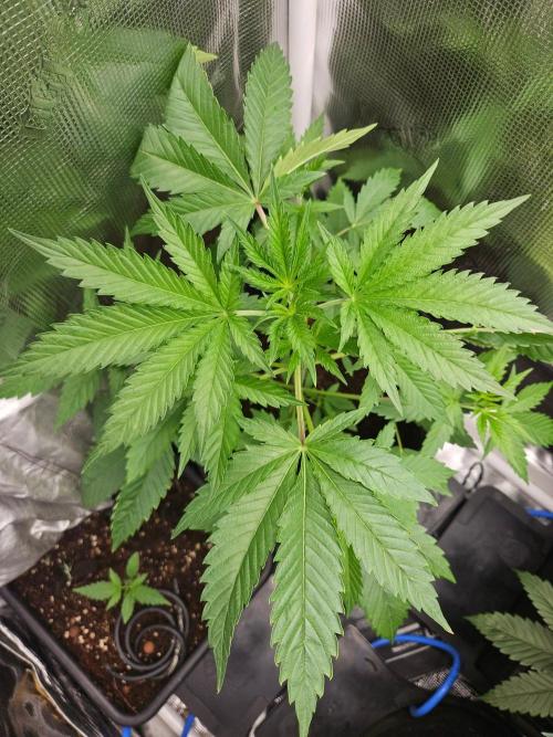 femi mix pack f2b quality test.. Week 6
