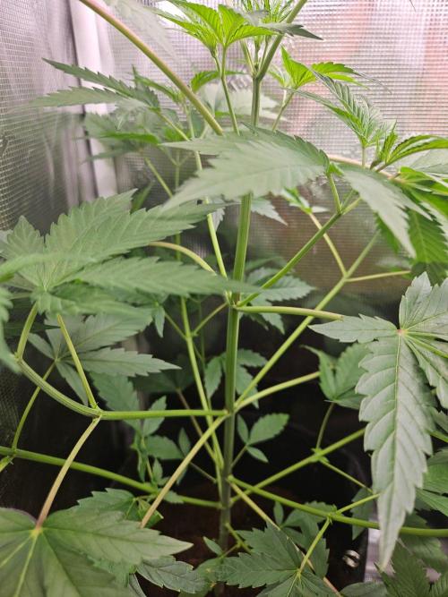 femi mix pack f2b quality test.. Week 6