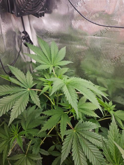 femi mix pack f2b quality test.. Week 6