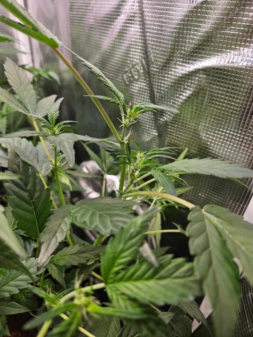 rf3 mix pack test. Week 6