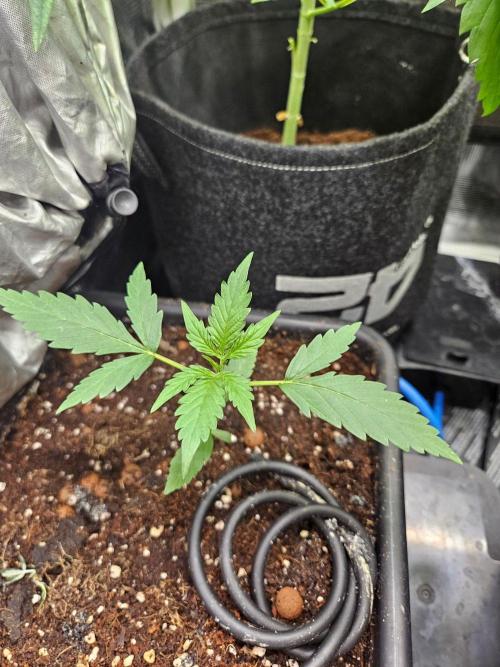 Corkscrew. rqs, Tyson line.. Week 2
