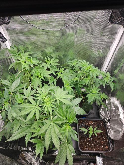 femi mix pack f2b quality test.. Week 6
