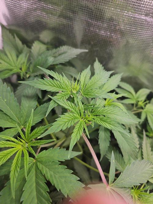 Mix Pack. Week 7