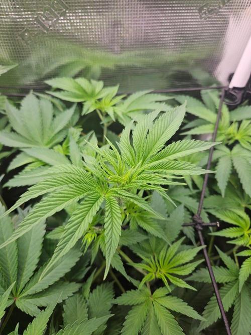 White Widow. Week 9