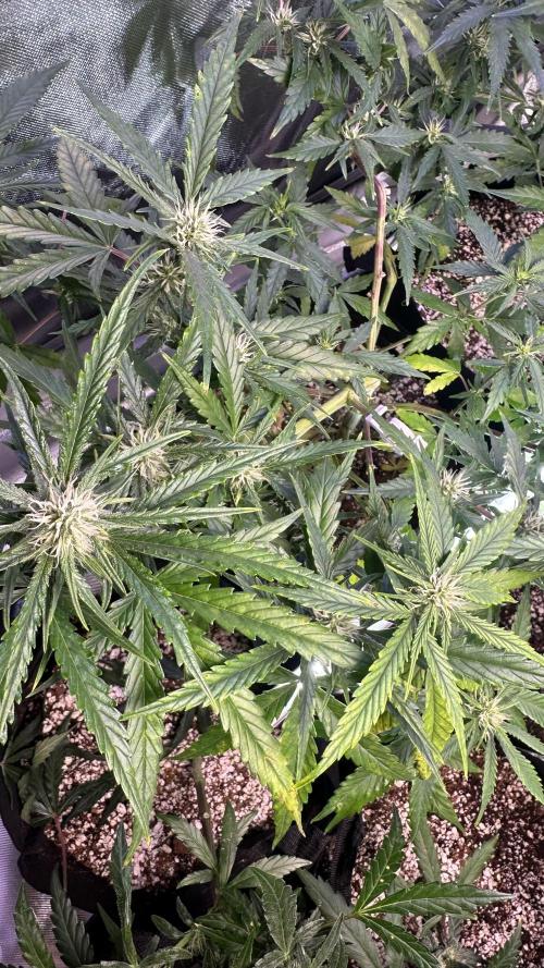 😏🏾. Week 7 - Deficiency?