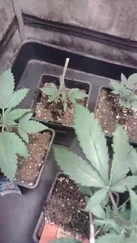 Plantaznick´s grow #1