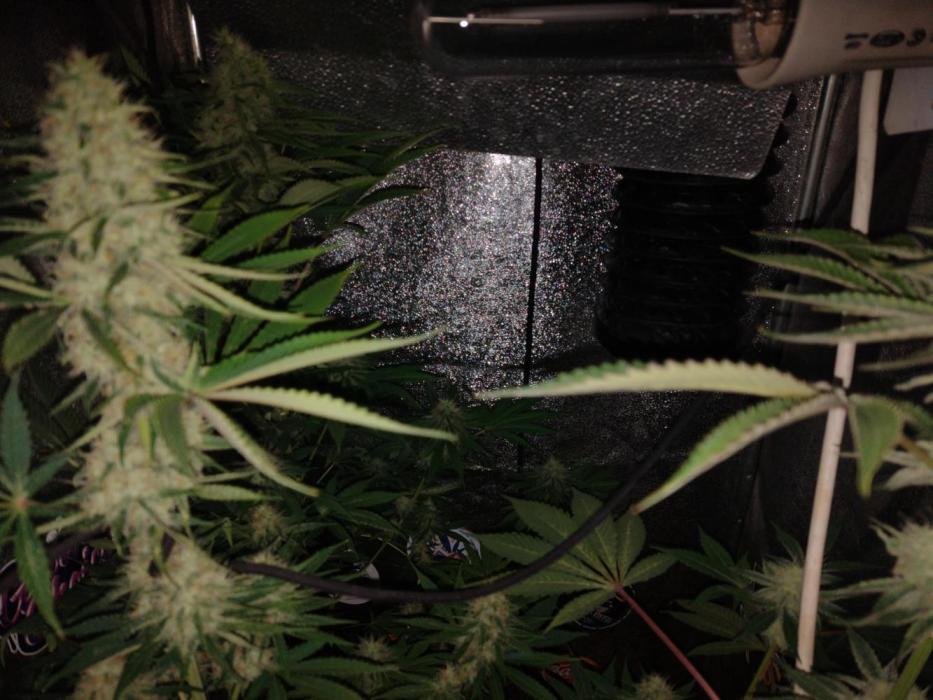 Plantaznick´s grow #1. Week 13