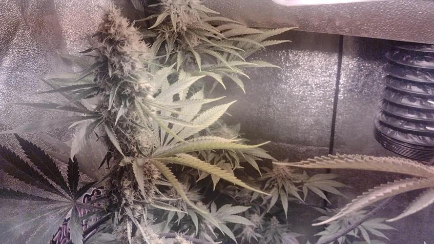 Plantaznick´s grow #1