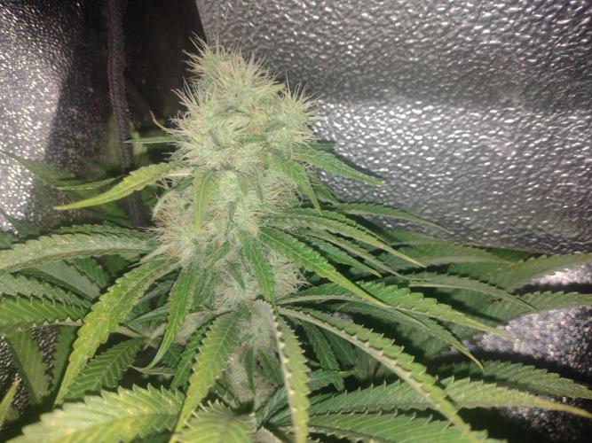 Plantaznick´s grow #1. Week 14 - Grandaddy black 