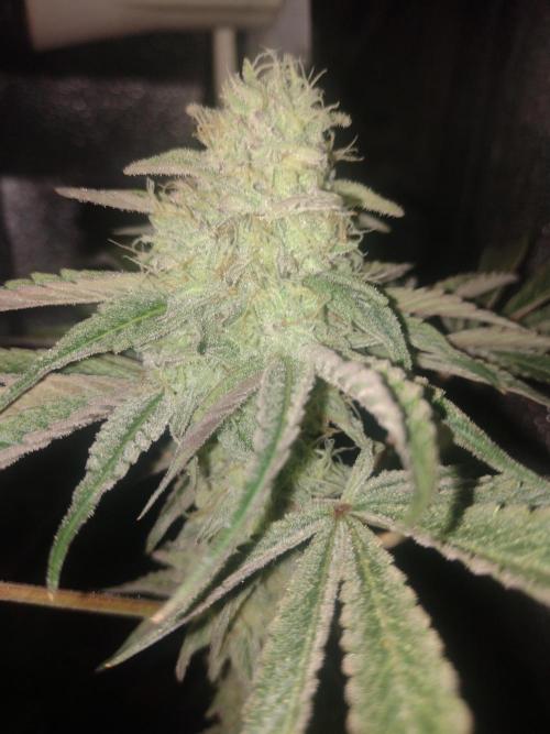 Plantaznick´s grow #1. Week 14 - Delicious cookies