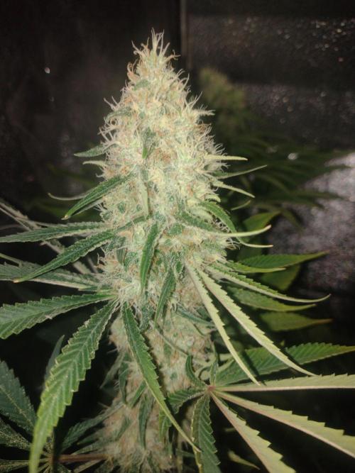 Plantaznick´s grow #1. Week 14 - Don girl scout cookies