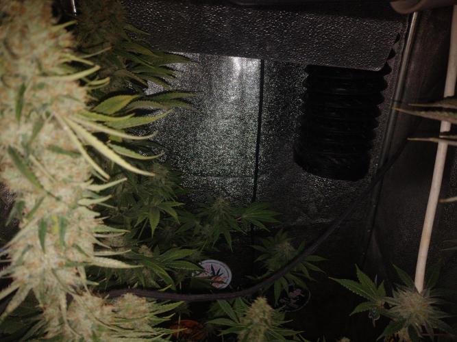 Plantaznick´s grow #1. Week 15