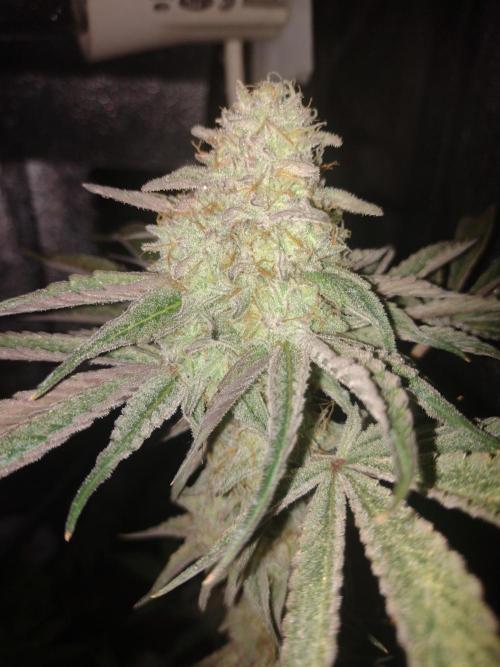 Plantaznick´s grow #1. Week 15 - Delicious cookies