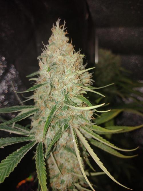 Plantaznick´s grow #1. Week 15 - Don girl scout cookies